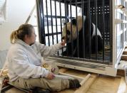 FILE - Nicole Meese feeds giant panda Tai Shan on a cargo plane in Chantilly, Va., Feb. 4, 2010, before heading to China. Panda lovers in America received a much-needed injection of hope Wednesday, Nov. 15, 2023, as Chinese President Xi Jinping said his government was “ready to continue” loaning the black and white icons to American zoos. (AP Photo/Susan Walsh, File)