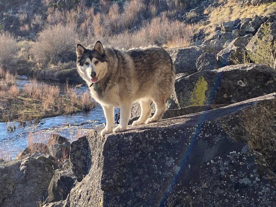 Rob Kolb said he was surprised someone would mistake his dog, Suki, for a wolf. Suki was shot and injured by another camper during a family backpacking trip on June 12, 2021.