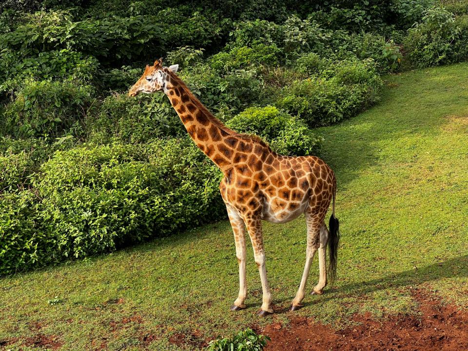 a giraffe standing near a bush 