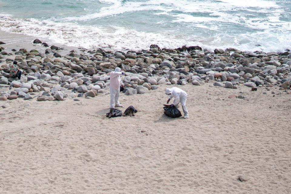 Trabajadores recogen los cadáveres de pelícanos afectados por la gripe aviar en una playa de Lima, Perú, en diciembre de 2022. <a href="https://www.shutterstock.com/es/image-photo/lima-peru-december-04-2022-health-2234145065" rel="nofollow noopener" target="_blank" data-ylk="slk:Arthurs perspective / Shutterstock;elm:context_link;itc:0;sec:content-canvas" class="link ">Arthurs perspective / Shutterstock</a>