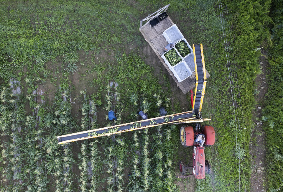 Migrant farmworkers pick sweet corn, Friday, July 7, 2023, at a farm in Waverly, Ohio. As Earth this week set and then repeatedly broke unofficial records for average global heat, it served as a reminder of a danger that climate change is making steadily worse for farmworkers and others who labor outside. (AP Photo/Joshua A. Bickel)