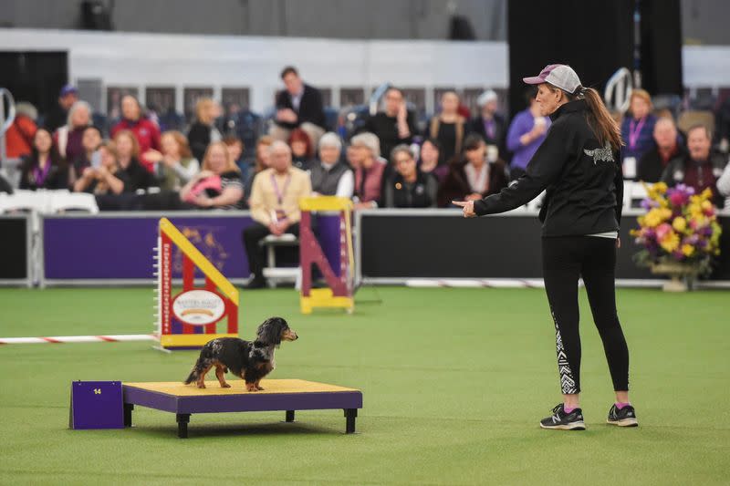 A dog competes in the Masters Agility Championship during the Westminster Kennel Club Dog Show in New York