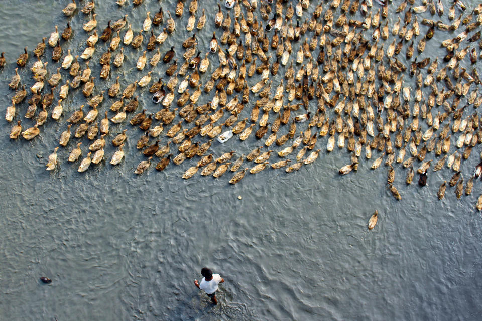 That’s quackers! Mesmerizing aerial footage of hundreds of ducks following the leader