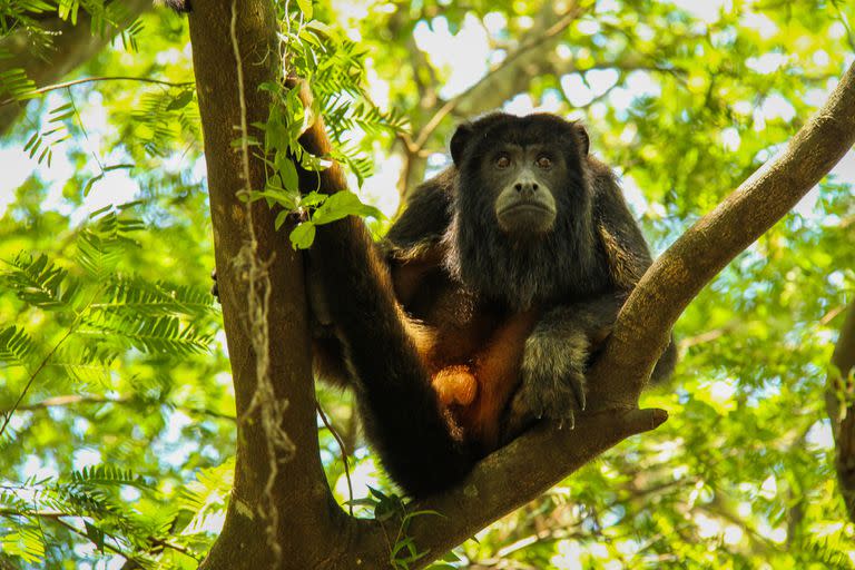 El mono carayá del Gran Chaco, una especie amenazada por la alteración de su hábitat