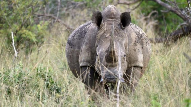 South African rhinos: Poaching on the rise in new hotspot