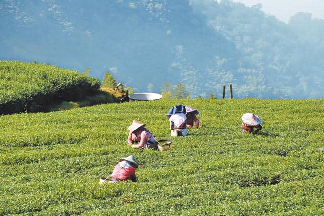 今年因乾旱幾乎沒有下雨，大阿里山區部分茶產地受影響產量減少。（本報資料照片）