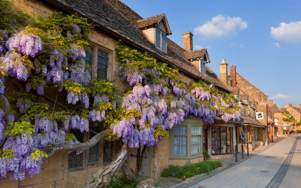 Wisteria on Cotswold stone wall, Broadway, Worcestershire  - Neale Clark