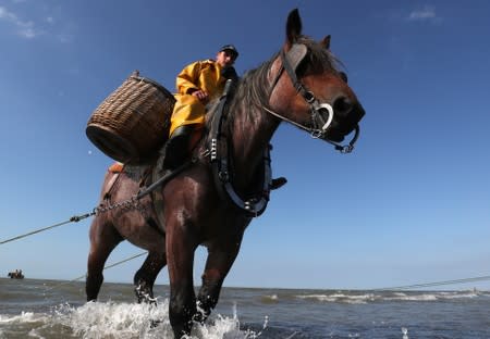 A Belgian shrimp fisherman rides his horse in the sea in the coastal town of Oostduinkerke