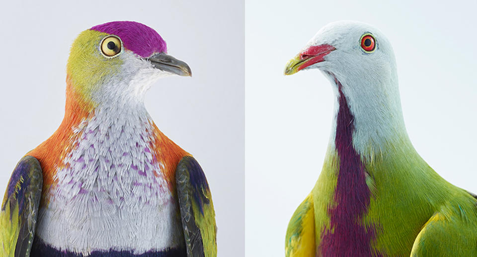 Photographer snaps some of the world’s most unique and vibrant pigeons