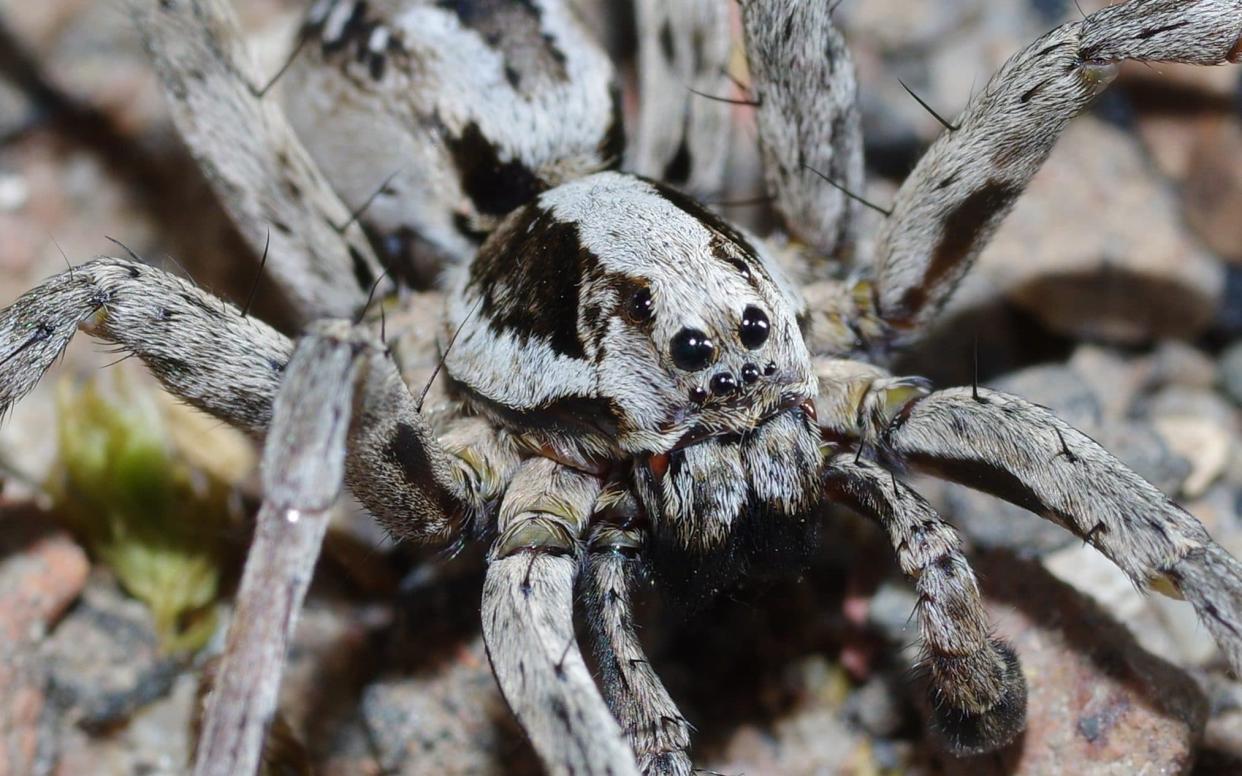 The Great Fox-Spider has been found on MoD land - Surrey Wildlife Trust