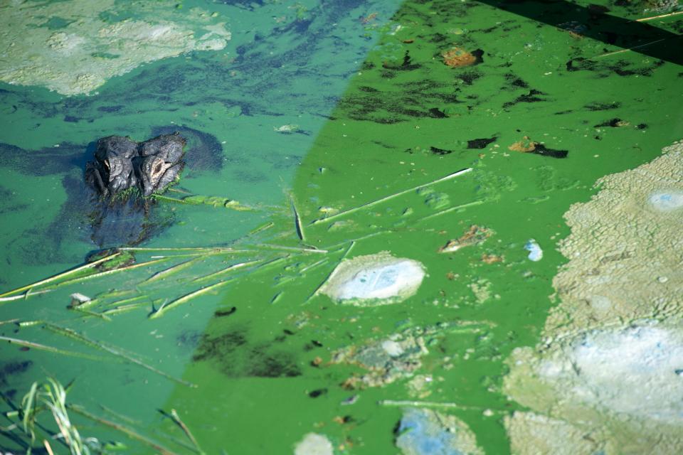 An alligator navigates stagnant water smothered in toxic blue-green algae inside the Pahokee Marina on Wednesday, April 28, 2021. This week, the algae tested at 860 parts per billion of the toxin microsystin, according to state data. Microsystin makes water too hazardous to touch, ingest or inhale for people, pets and wildlife at 8 parts per billion, according to the U.S. Environmental Protection Agency. 