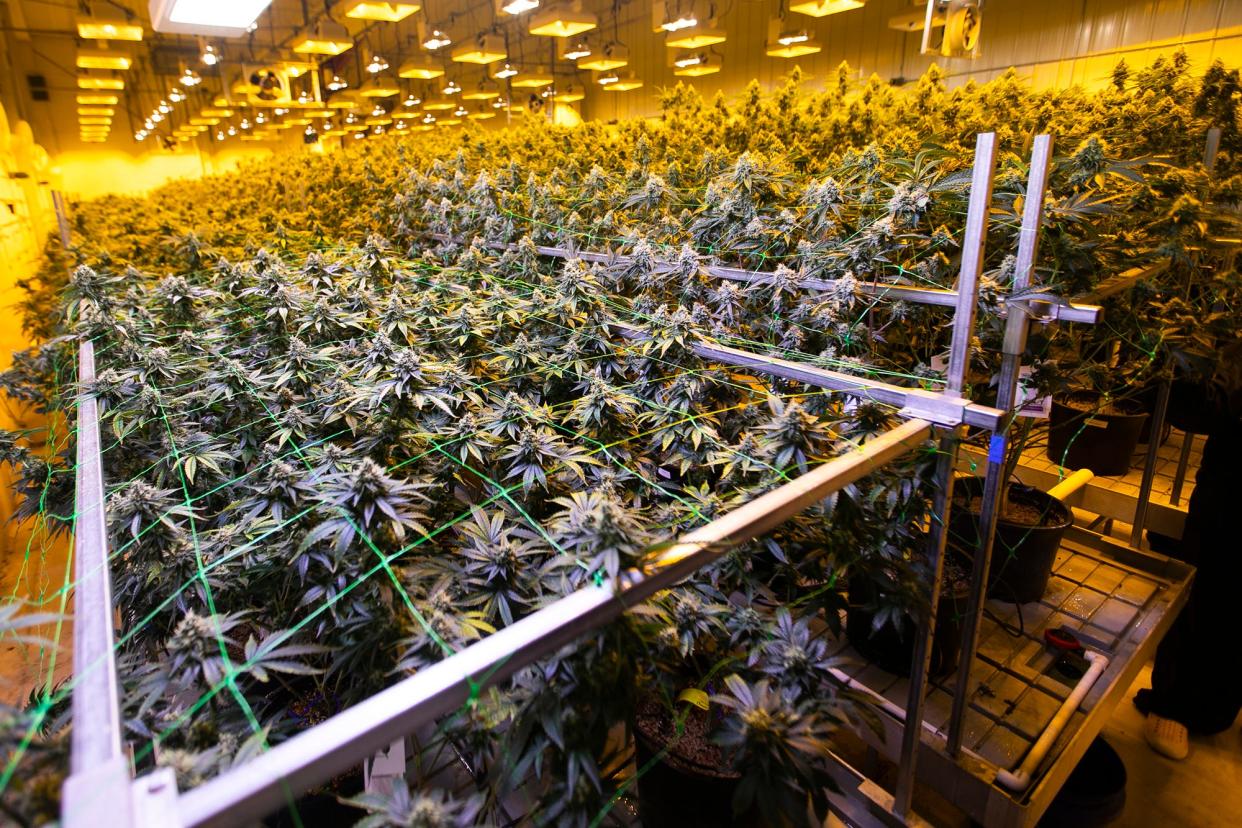 A sea of buds in one of the growing rooms at Pure Ohio Wellness in Springfield in 2021.