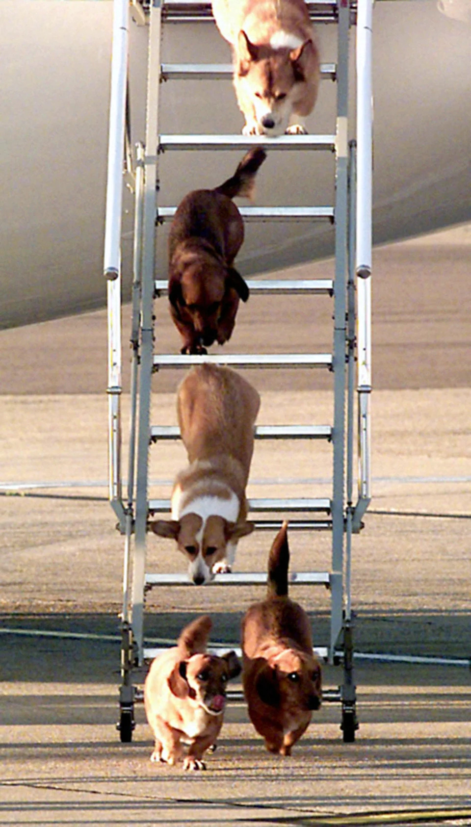 The Queen's dogs leave an aircraft of The Queen's Flight from Aberdeen at Heathrow Airport after flying from Balmoral with The Queen. The Queen later flew from Heathrow to Brunei with Foreign Secretary Robin Cook for an official visit. Photo Tim Ockenden/PA EDI (**NOTE: The dogs did not fly to Brunei with The Queen.)