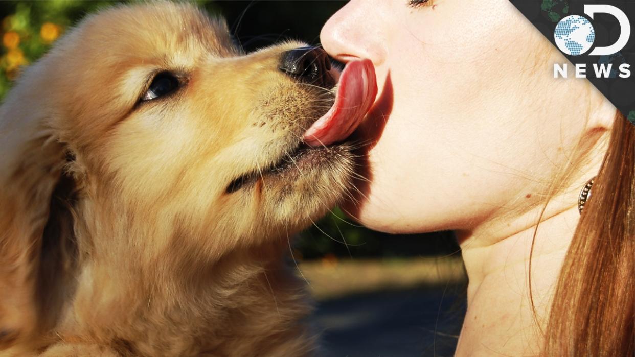 Should You Let a Dog Lick Your Face?