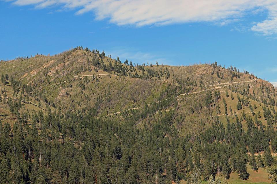 Logging roads crisscross steep logged slopes in Idaho’s Clearwater National Forest in 2019. <a href="https://www.gettyimages.com/detail/news-photo/logging-roads-remaining-after-a-timber-sale-crisscross-news-photo/1189427245" rel="nofollow noopener" target="_blank" data-ylk="slk:Don & Melinda Crawford/Education Images/Universal Images Group via Getty Images;elm:context_link;itc:0;sec:content-canvas" class="link ">Don & Melinda Crawford/Education Images/Universal Images Group via Getty Images</a>