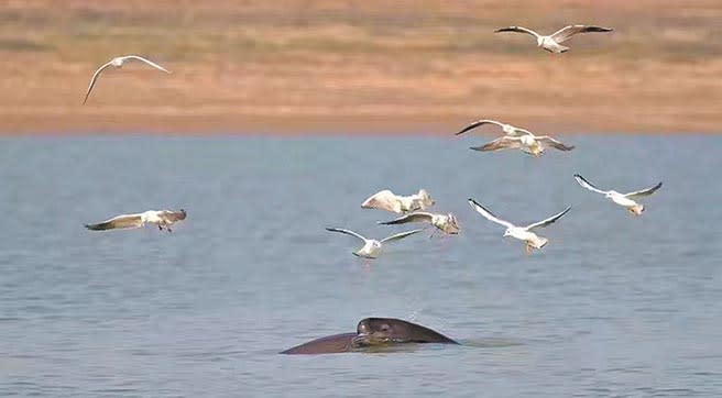 鄱陽湖的候鳥與江豚。圖：許南平