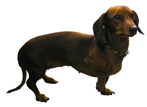 Dachshund