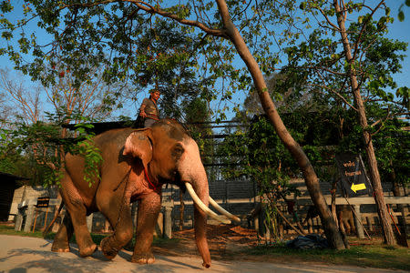 Plai Ekachai, 33, who will become first “white” elephant to be discovered under the reign of King Rama X, also known as Maha Vajiralongkorn, does his daily walking exercise in Maha Sarakham, Thailand April 25, 2019. REUTERS/Soe Zeya Tun