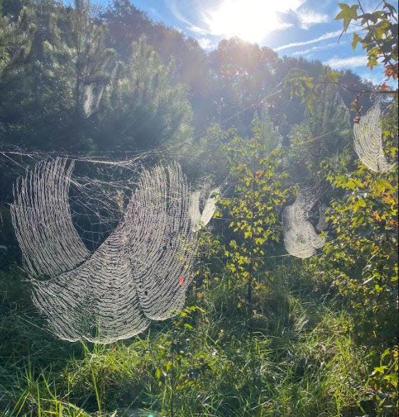 Joro spiders create these webs to snare their prey. So far, the joro hasn't proved harmful to native species, according to researchers.