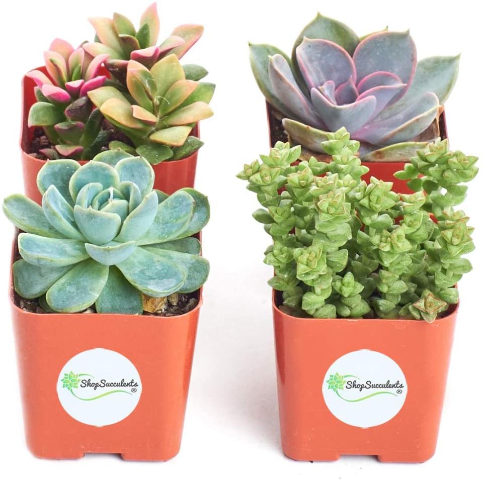 Collection-of-Live-Succulent-Plants