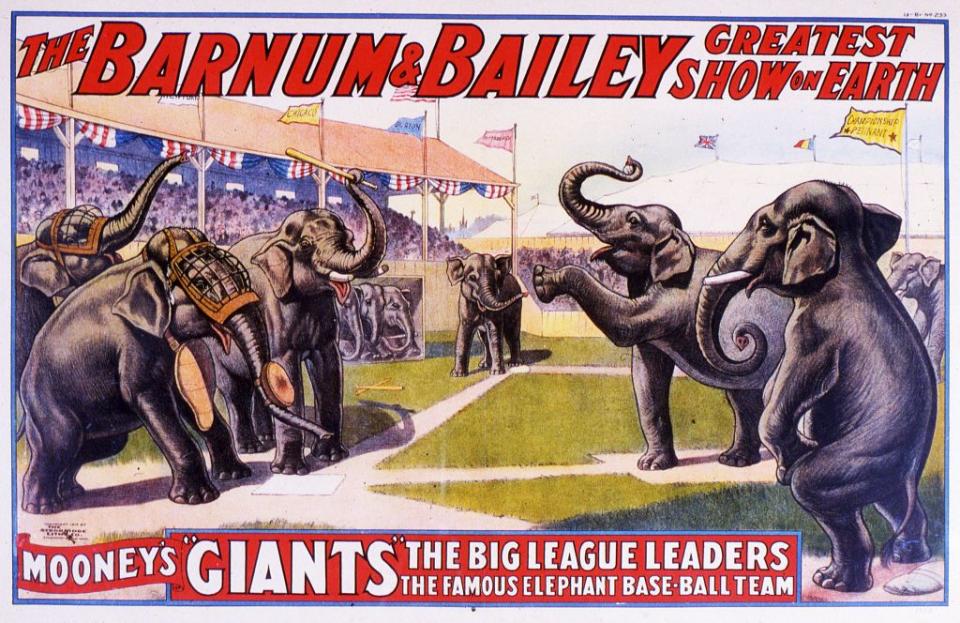 'mooney's giants' elephant baseball team