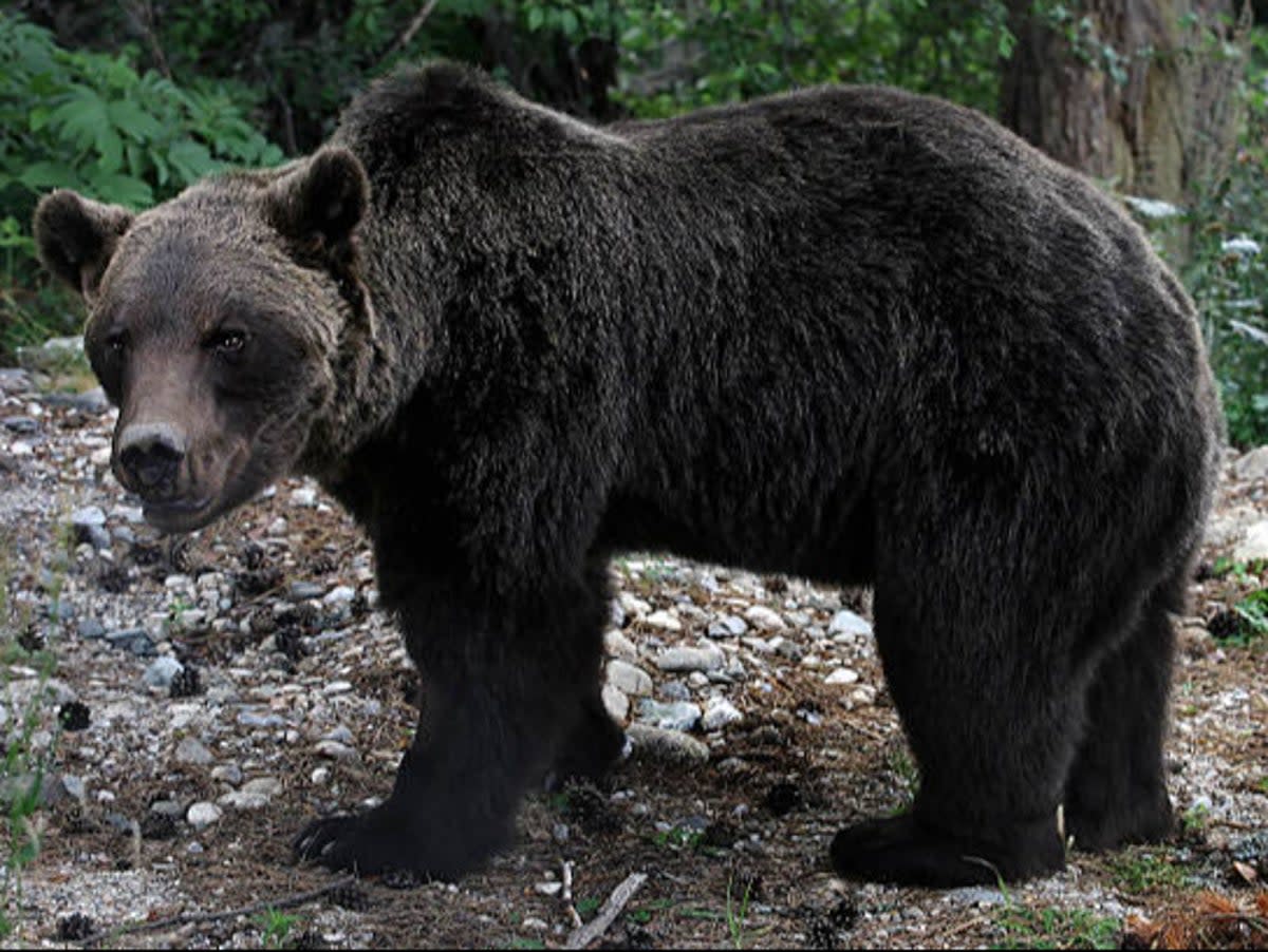 Brown bears will be under threat, say activists (AFP via Getty Images)