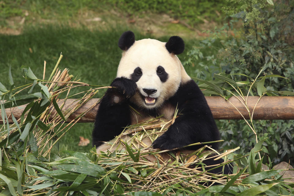 FILE - Giant panda Fu Bao eats bamboo at Everland amusement park on March 3, 2024, in Yongin, South Korea. A crowd of people, some weeping, gathered at the rain-soaked amusement park in South Korea to bid farewell to their beloved giant panda before her departure to China on Wednesday, April 3. (Chung Sung-Jun/Pool Photo via AP, File)