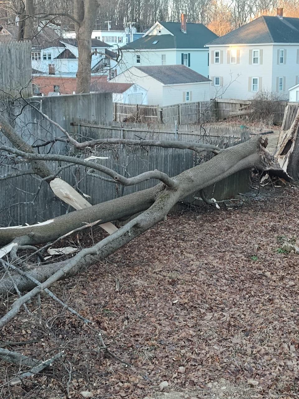 Strong winds took down this tree on Chestnut St. in Gardner early on Thursday.