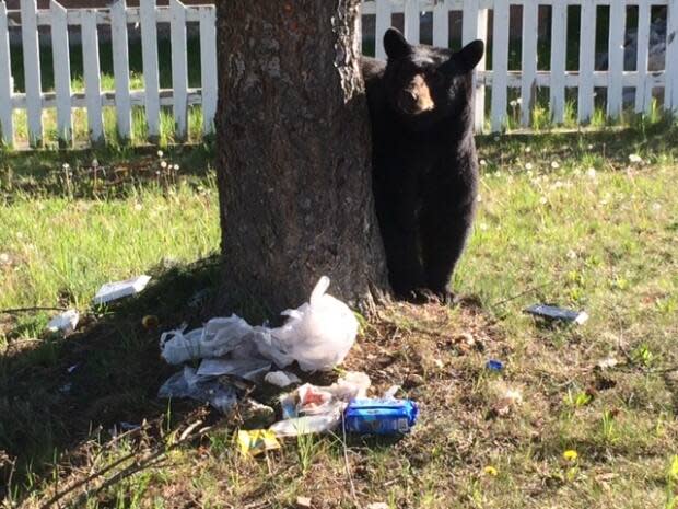 A black bear is seen approaching a pile of garbage in the Okanagan. (B.C. Conservation Officer Service - image credit)