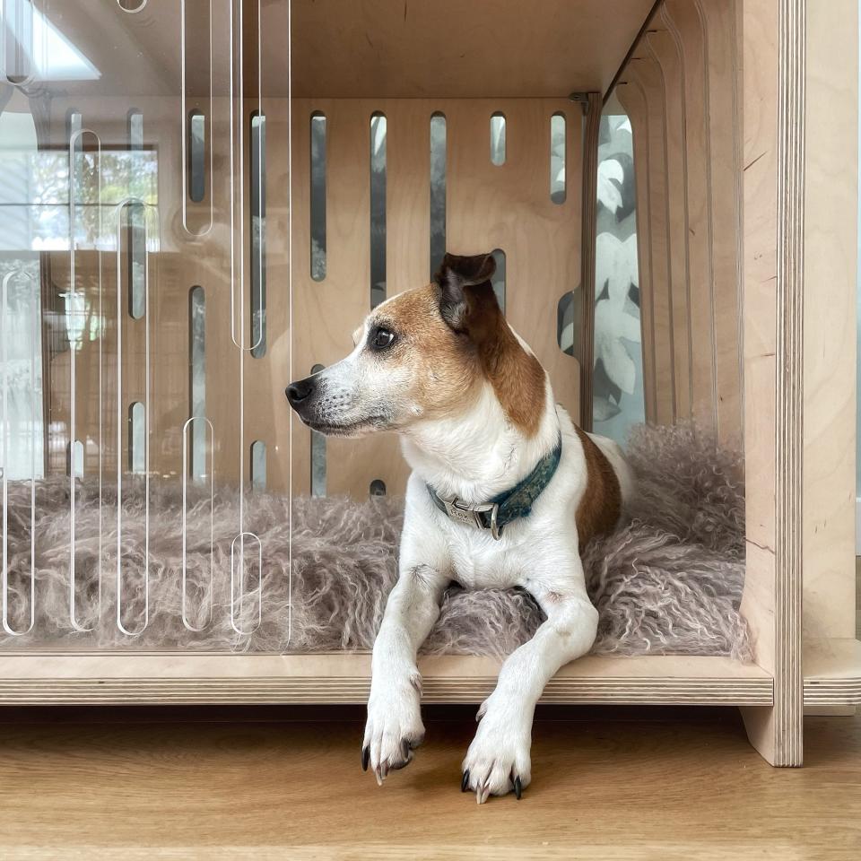 Dog in crate from The Paws Room