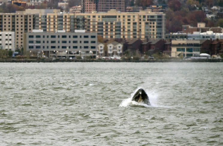 In this Nov. 20, 2016 photo, a humpback whale pops up in the waters between 48th Street and 60th Street as seen from New York City, with New Jersey visible in the background. (Photo: Craig Ruttle/AP)