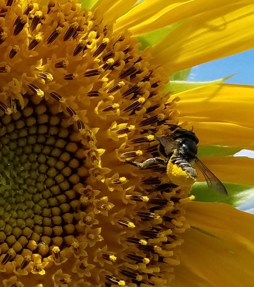 Make sure to keep an eye on your newly planted sunflower plants and water them when their leaves begin to wilt.