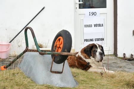 Nala, a St. Bernard dog waits outside the polling station on the island of Inishfree, Ireland February 25, 2016. REUTERS/Clodagh Kilcoyne