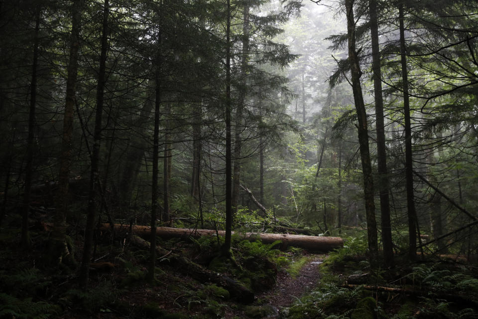 A fallen tree rests in an area of virgin spruce forest in Monongahela National Forest, W.Va., on Aug. 27, 2019. The Appalachian highlands once supported a large and unique ecosystem, dominated by red spruce forest a century and a half ago. But commercial logging in the late 1800s and later coal mining in the 20th century stripped the landscape, leaving less than a tenth of the original red spruce forests intact. (AP Photo/Patrick Semansky)