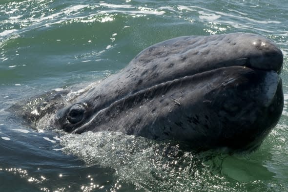 A grey whale calf emerges from the water