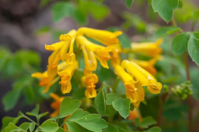 <p>Yellow Corydalis</p>