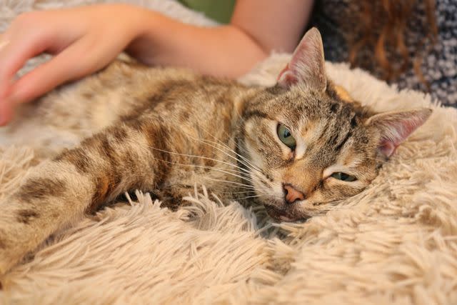 <p>WHISKASÂ® and GUINNESS WORLD RECORDSÂ®</p> Bella the cat relaxing after earning the Guinness World Record for loudest purr by a domestic cat living