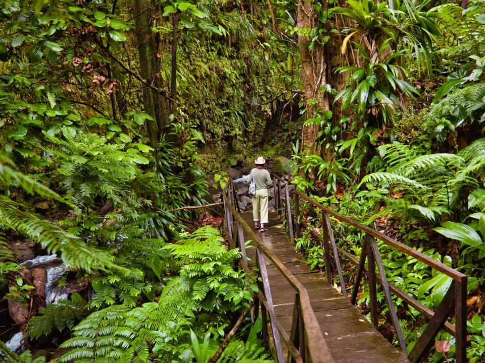 The Jacko Steps to Dominica's Layou River.