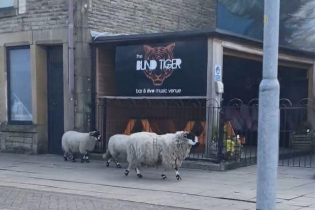 Sheep strolling the streets outside The Blind Tiger in Rawtenstall
