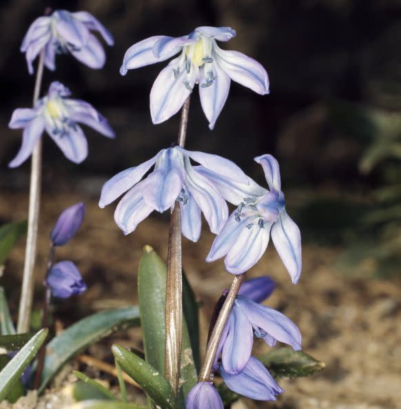 10) Scilla