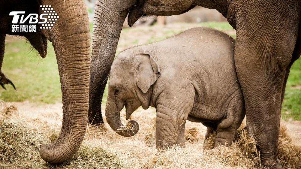 大象為情感豐富、智商高的動物。（示意圖／Shutterstock達志影像）