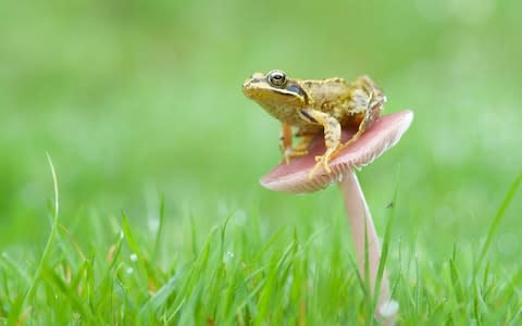 Homebuilders no longer include ponds in garden plans  - Credit: RSPB