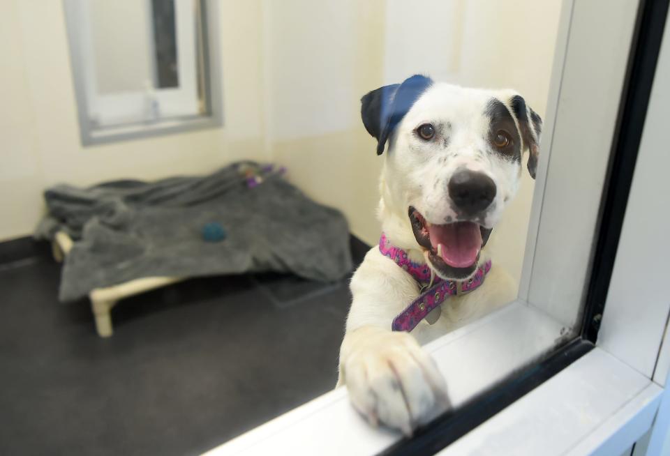 Harley, a young dog available for adoption at the SPCA of Tompkins County. June 21, 2019. 