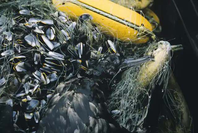 Seabirds like this sooty shearwater can drown when they become tangled in drift nets and other fishing gear. (Photo by Roy Lowe, USFWS/Flickr, CC BY)