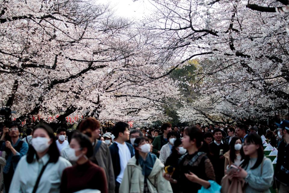 Visitors take in the cherry blossoms at Ueno Park in Tokyo in March. The coronavirus pandemic is sending airfares to rock-bottom levels, including some deals to Tokyo.