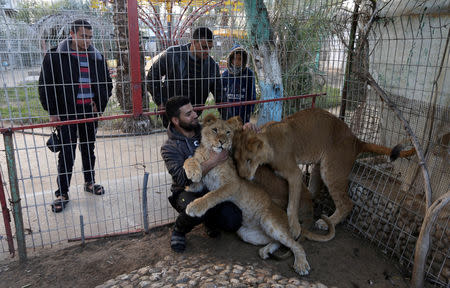A Palestinian man plays with three lion cubs, in a zoo in the southern Gaza Strip, January 18, 2019. REUTERS/Ibraheem Abu Mustafa
