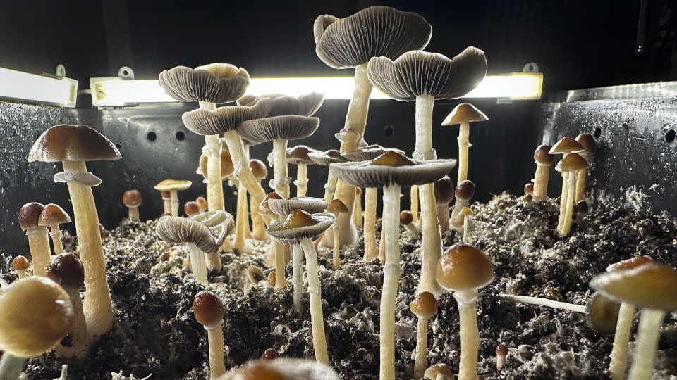 Psilocybin mushrooms, pictured ready for harvest in a humidified "fruiting chamber," are the center of a growing number of clinical trials - John Moore/Getty Images