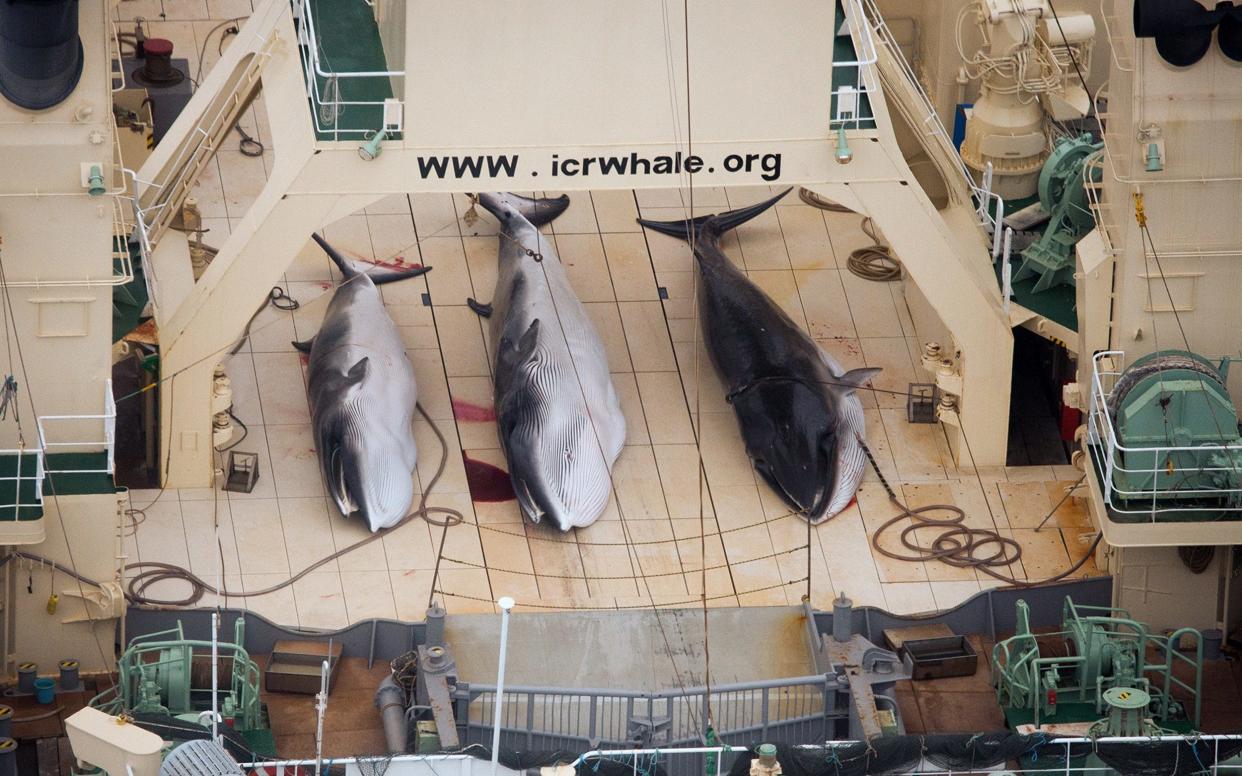 Three minke whales dead on the deck of the Japanese factory ship Nisshin Maru, in a photo supplied by Sea Shepherd Australia - AFP