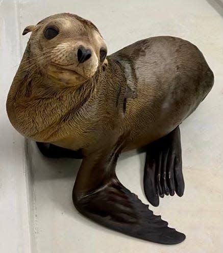 This is a sea lion pup dubbed No. 12. It was the 12th pup rescued by CIMWI in 2021.