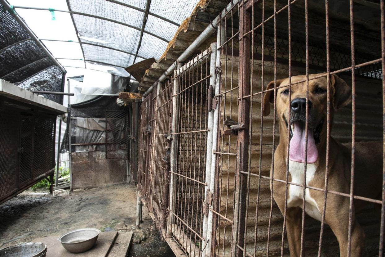 A dog is shown locked in a cage at a dog meat farm in Ansan City, South Korea
